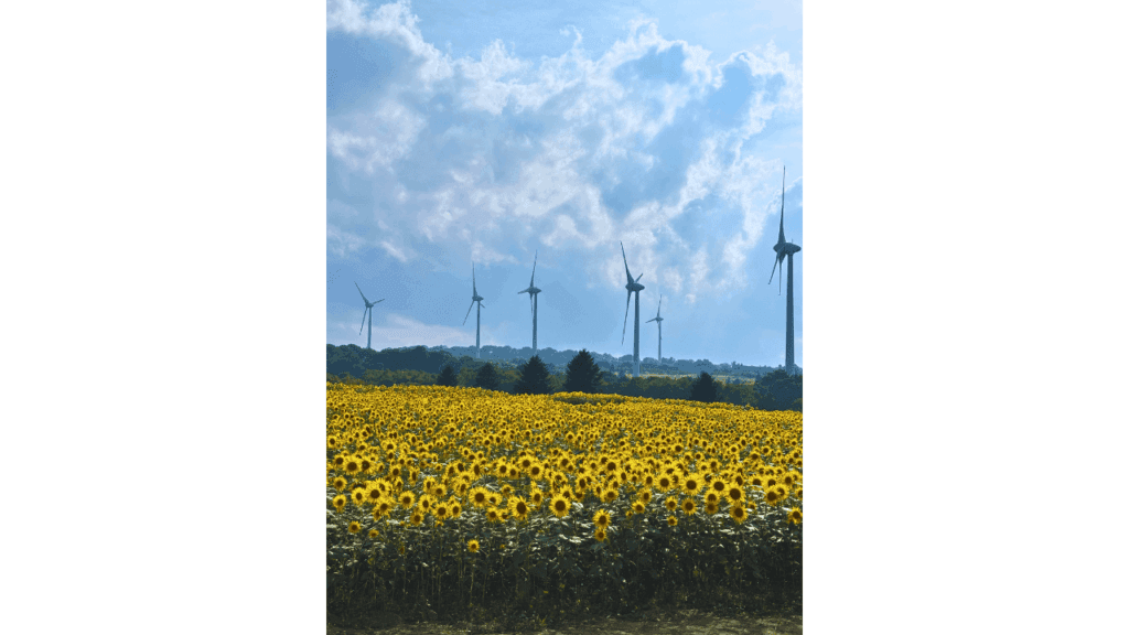 Nunobiki Highlands, sunflower field