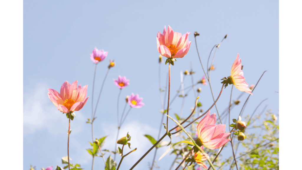 日本季節別服装ガイド