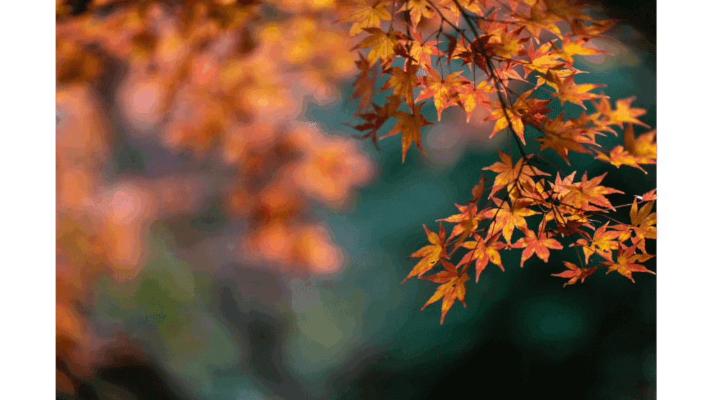 日本季節別服装ガイド