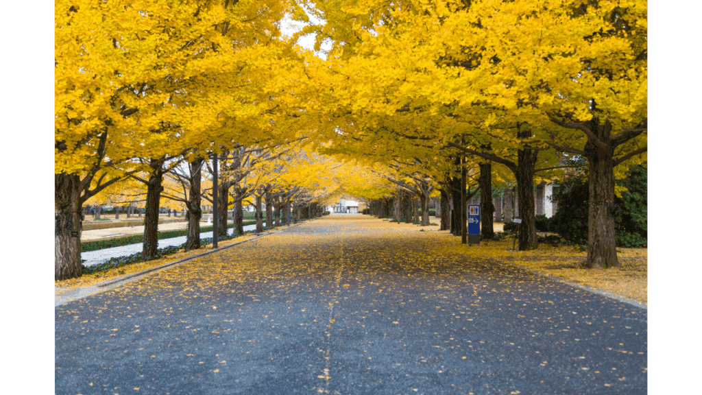 日本季節別服装ガイド