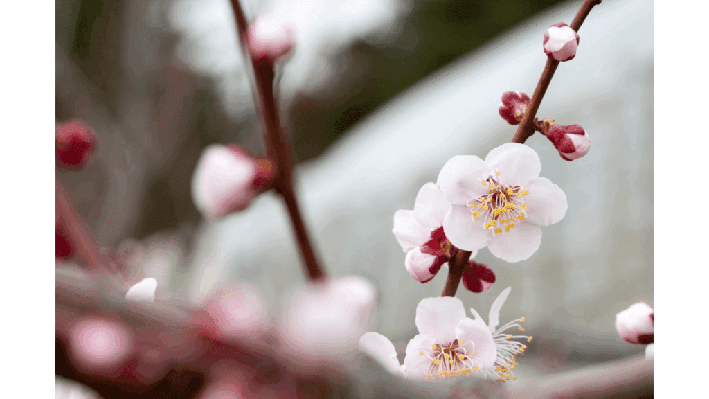 日本季節別服装ガイド