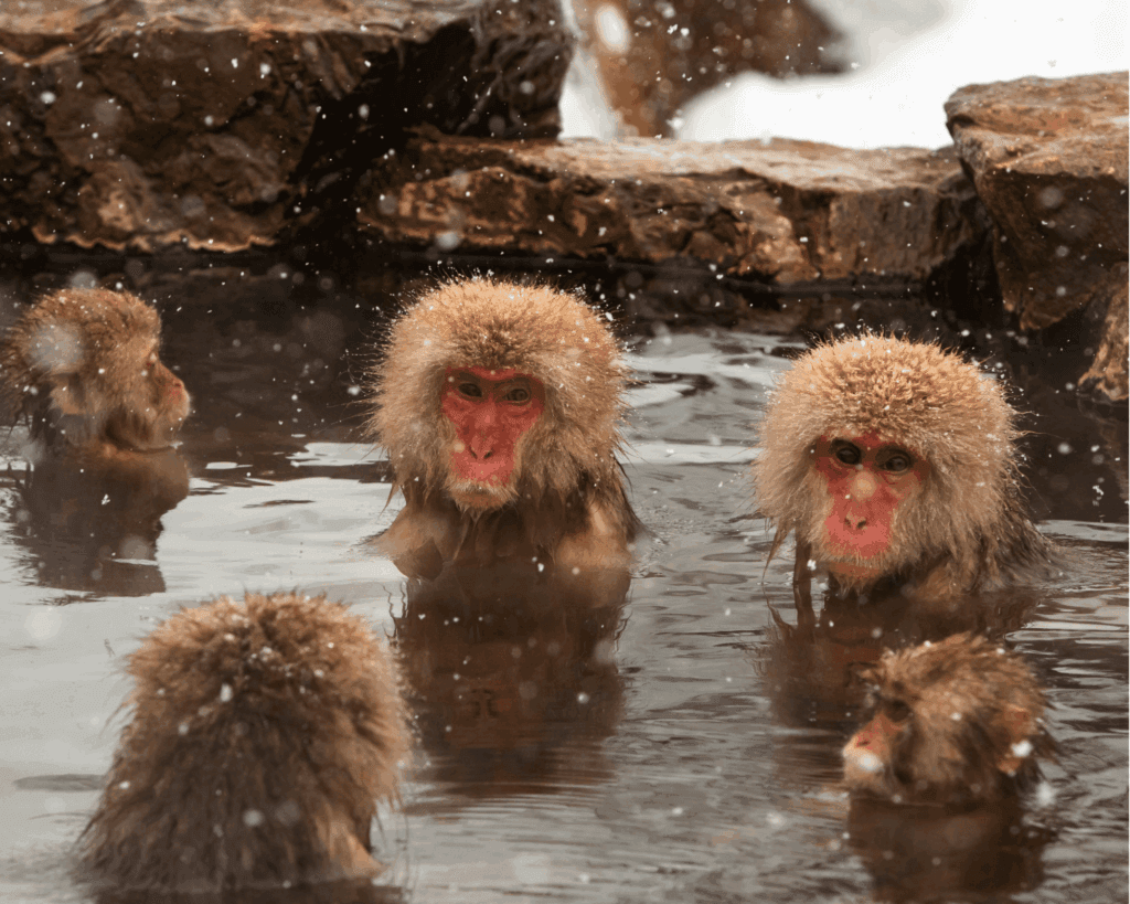 Japan Snow: A Complete Travel Guide to the Best Places & Best Time