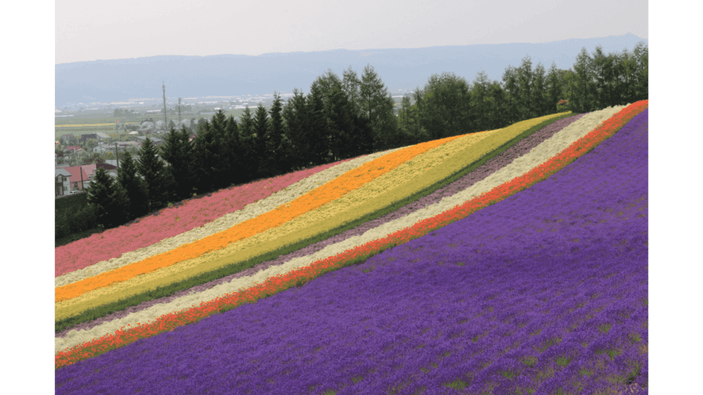北海道を8つのエリアで完全攻略！初めてでも旅の全体像が一気にわかる保存版ガイド