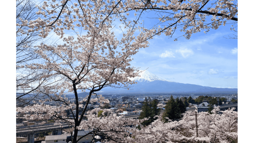 【富士山×五重塔の絶景へ】新倉山浅間神社の行き方・見どころ・春の桜情報