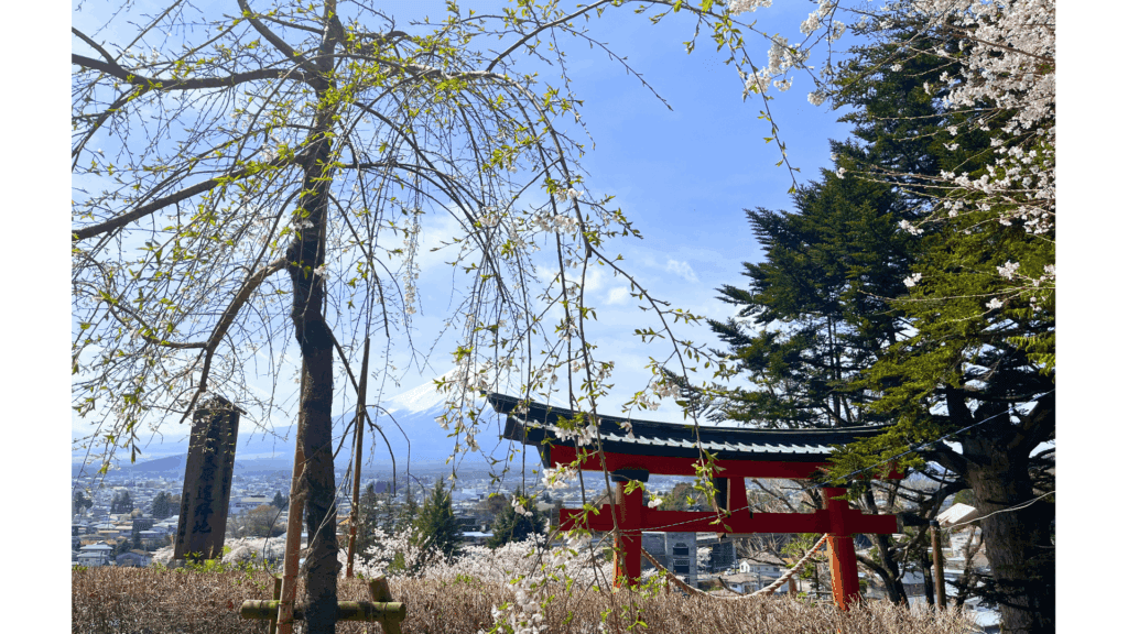 【富士山×五重塔の絶景へ】新倉山浅間神社の行き方・見どころ・春の桜情報